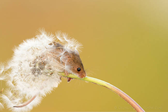 Wild mice are a little different from their domesticated cousins.