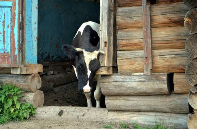 Milking the cows.