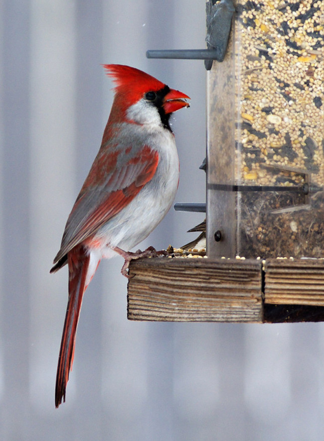 The bird also made an appearance on Jeopardy. Contestants needed to know what a gynandromorph is.