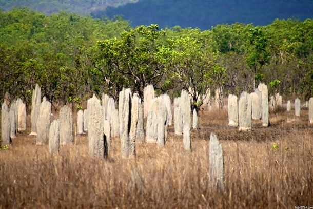 8.) Magnetic Termite Mounds in Litchfield National Park: Reaching almost two meters high, tens of thousand of "magnetic" termites can be found in these Australian mounds. It’s believed that this bizarre architecture helps the termites cope with the hot Australian climate and keeps them from getting overheated.