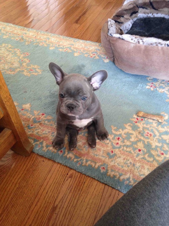 Puppy, or adorable silver bowling ball (with ears)?