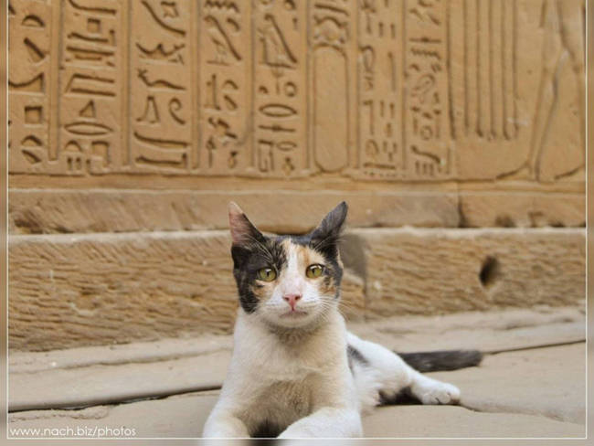 2.) Ancient Egyptians loved cats.