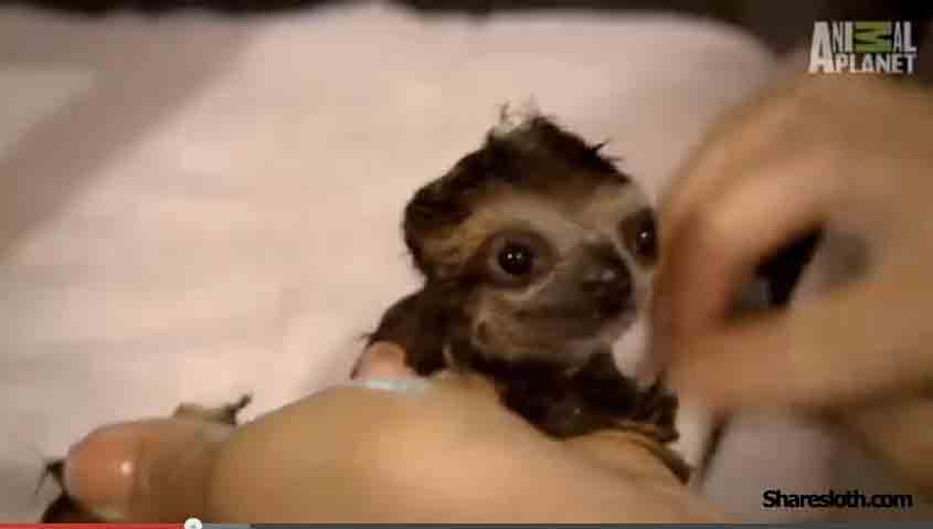 Then one by one they go into the bath. They even get use of the little brush to clean their skin and fur.