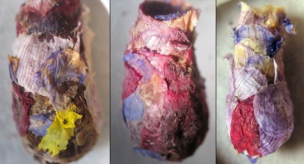 13.) Flower Sandwiches: This floral contraption is a bee nest created by the rare Osmia avosetta bees. Made into a three tier chamber, the outside consists of a thin layer of petals, a layer or mud, and an additional layer of petals.