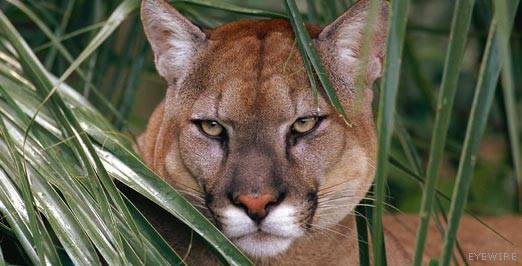 11.) Suing Because Of Florida Panthers