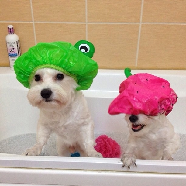 8.) When giving your dog a bath, put a shower cap on its head. This will help prevent soap or shampoo from getting in their eyes and you from getting into a bad mood.