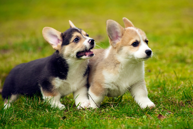 23.) Corgi translates to "dwarf dog" in Welsh.