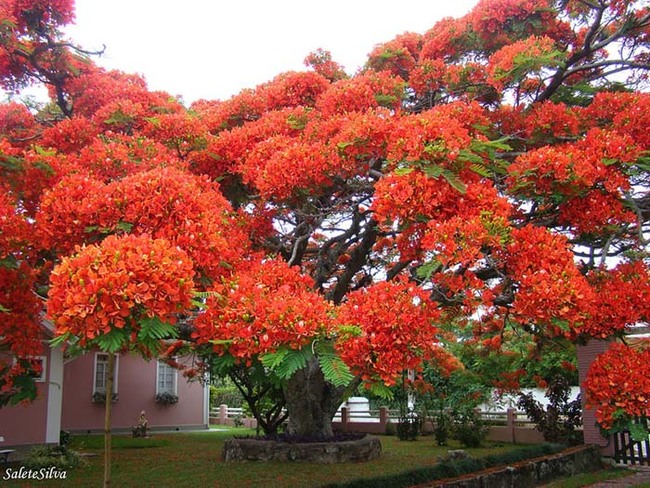 Flamboyant trees are native to Madagascar, but this one is in Brazil.