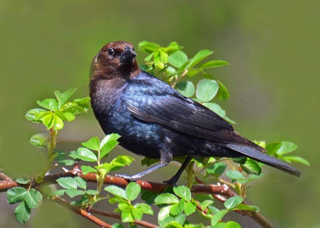 17.) Brown-headed cowbird mothers lay their eggs in other birds' nests. That way, as their chicks grow up, other mothers will take care of them (but the biological mom always sticks close by to keep an eye out).