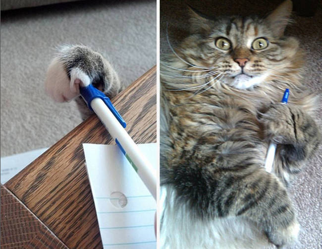 Silly me for using what is clearly a cat toy to do my work.