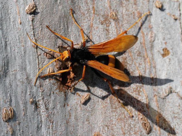 Tarantula Hawk: 4.0 on the pain scale. 
“Blinding, fierce, shockingly electric. A running hair drier has been dropped into your bubble bath (if you get stung by one you might as well lie down and scream).”