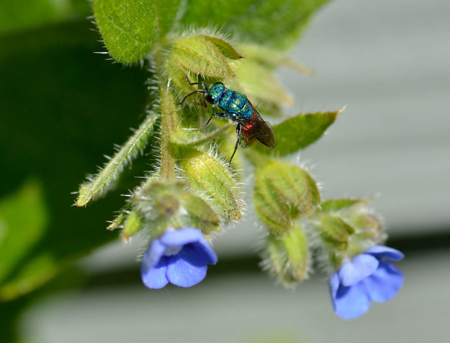 21.) Cuckoo Wasp