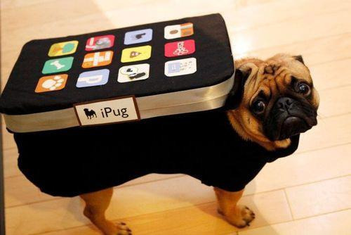 7.) iPug.