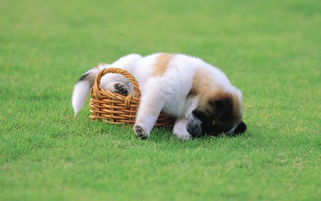 The basket isn't big enough for all the sleeps.