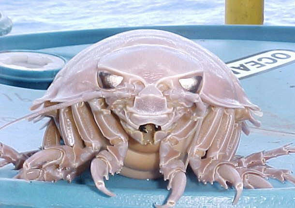 Giant Isopod