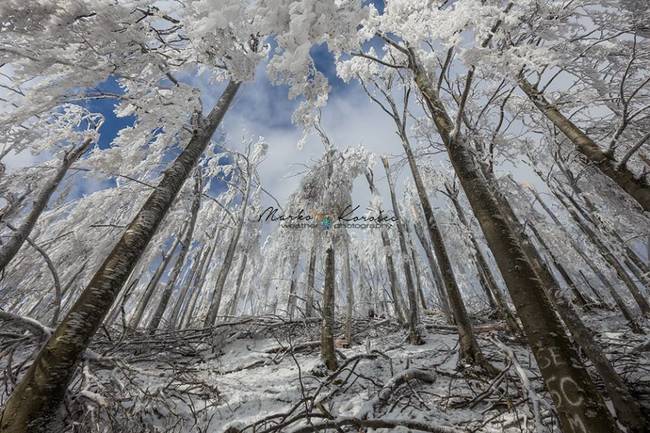 Though visually stunning, hard rime ice can cause serious damage to trees, as well as to buildings.