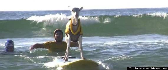 This goat knows that surf's up!