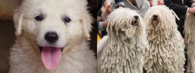 Komondor Dogs start out as adorable as every other pup before growing out their unique hairstyle.