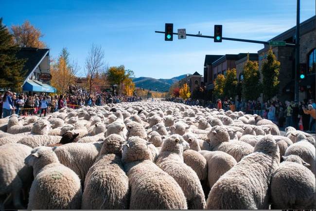 Trailing of the Sheep.