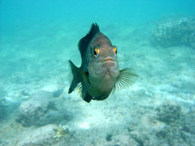 Damselfish