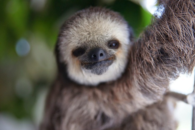 But when Poole arrived, she found 200 sloths without a home.