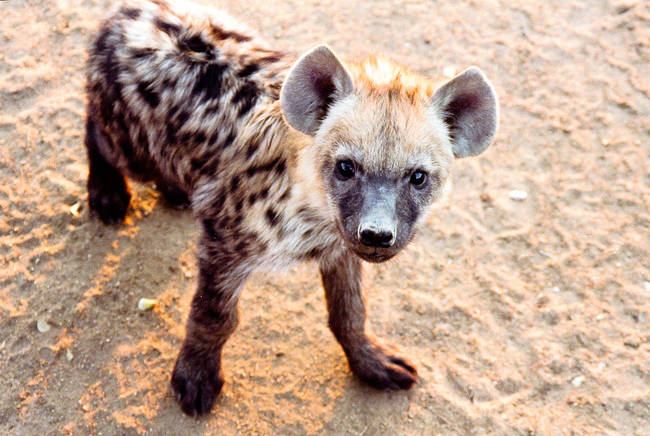 Hyena