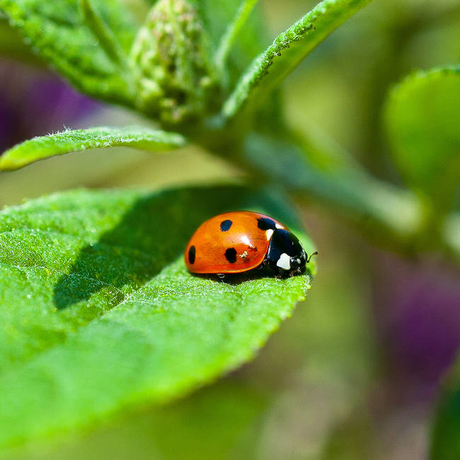 8.) Ladybug