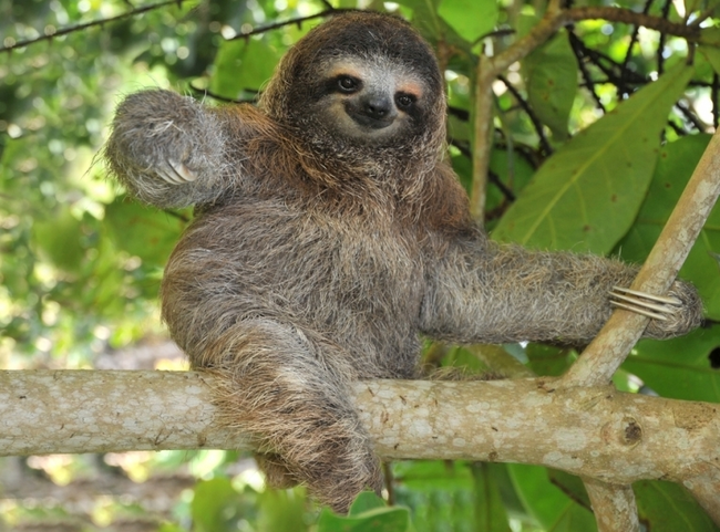 9.) Sloths can actually swim pretty well.