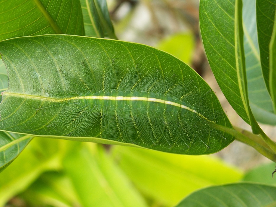 Common Baron Caterpillar