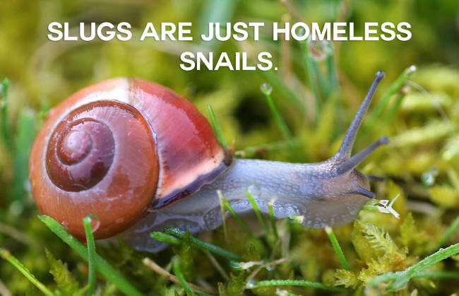 15.) Poor slugs.