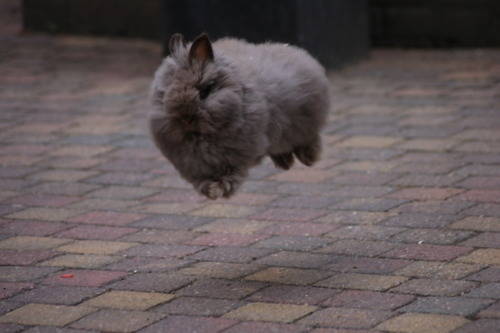 This is how Peter Cottontail gets around so fast.