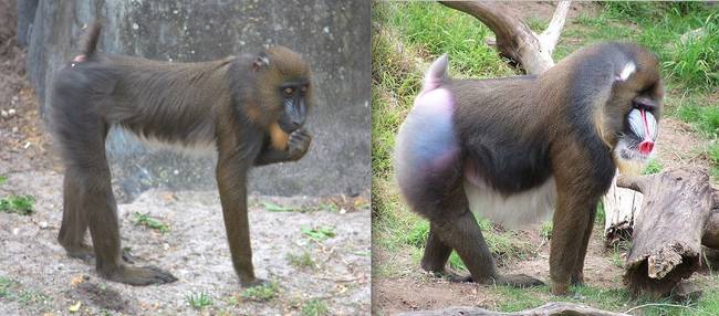 10.) Mandrill.