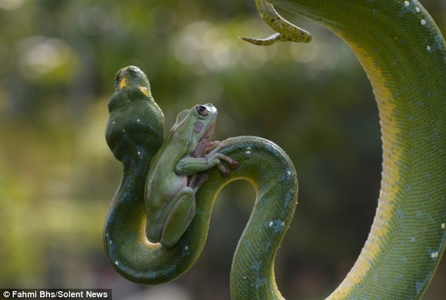 This is even more amazing because in the wild? Pythons definitely snack on frogs.