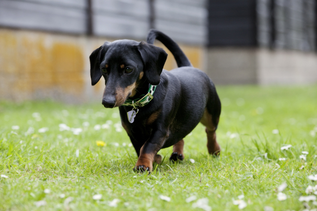 9.) Mini Dachshung puppy - $800