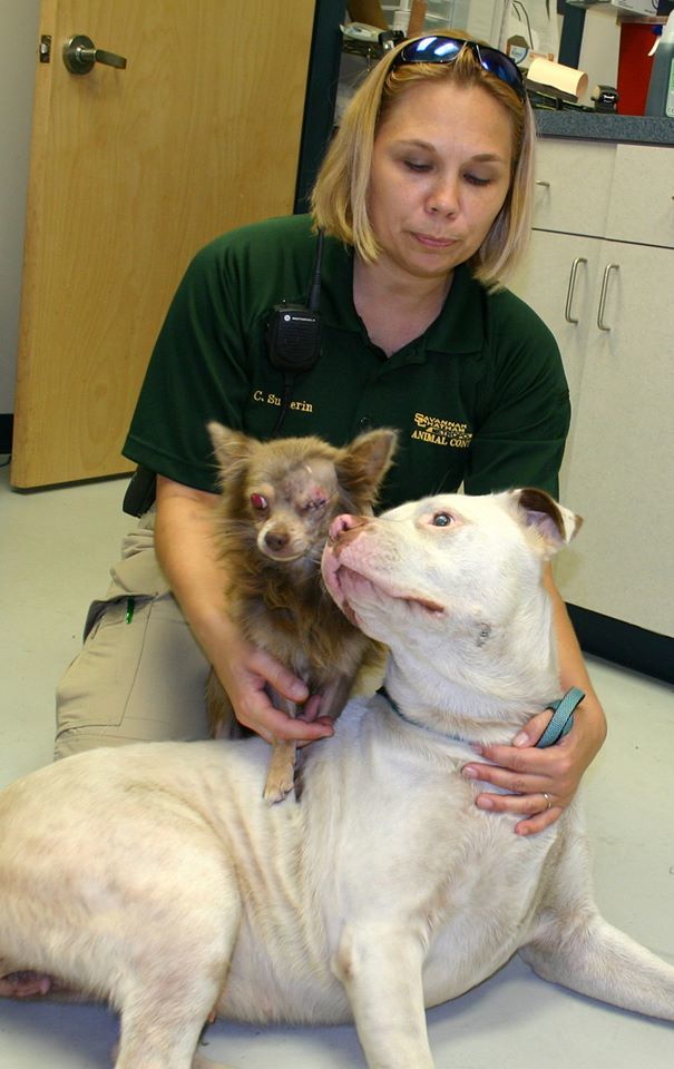 Police brought them both to the Savannah Chatham Metropolitan Animal Control Shelter (SCMAC) where Chachi received surgery on his eye. They were unable to save it, but Joanie doesn't mind. Chicks dig scars.