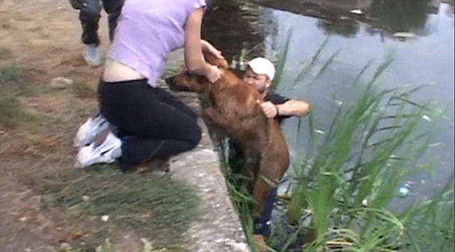 Aided by friends, they help the understandably nervous pup out of the water.