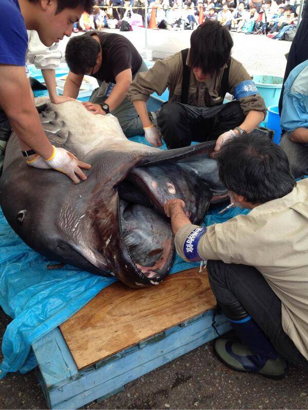 A rare megamouth shark was reeled in by <a href="https://twitter.com/Onnyou/status/463527710627614720" target="_blank">a group of fisherman in Japan</a>.