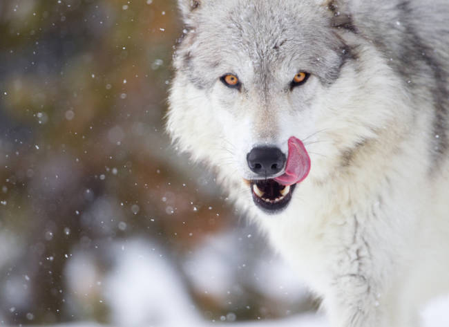 A wolf can eat up to 20 pounds of meat <a href="https://animals.nationalgeographic.com/animals/mammals/wolf/" target="_blank">in one sitting</a>.