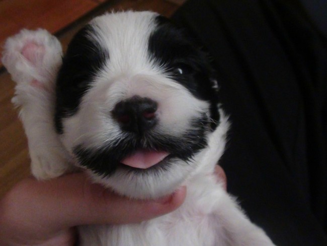 A perfect moo-stache for a perfectly cow-colored pup. Adorable.