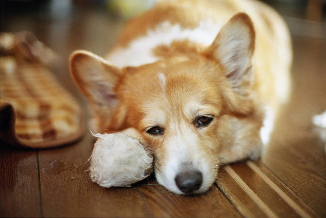 "All I wanted was that squeaky chicken. Instead, I got this ratty white ball."