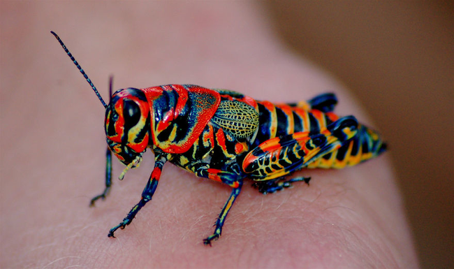 Rainbow Cricket