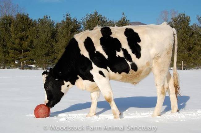 This cute cow is ready to play fetch, or kickball.