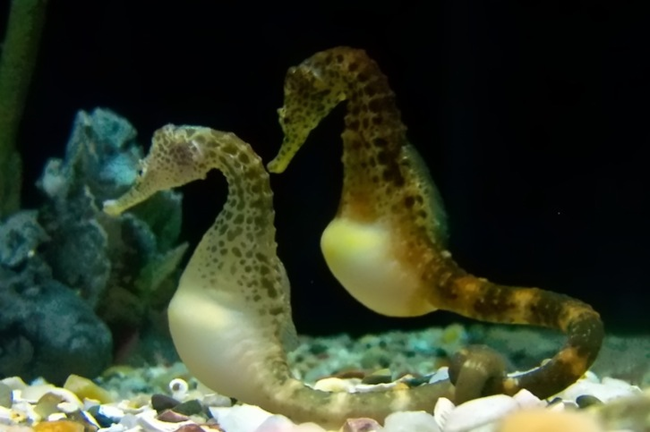 7.) Seahorse