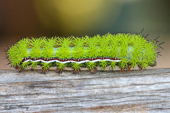 1.) Io Moth