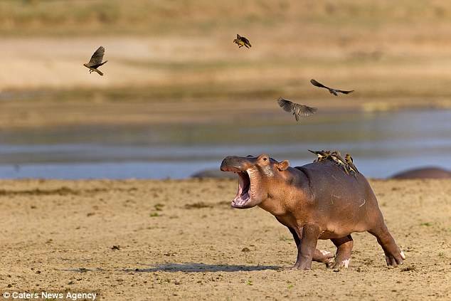 But at the Zambia National Zoo, this baby hippo was having none of it! He screamed with all his might for its mama to help.