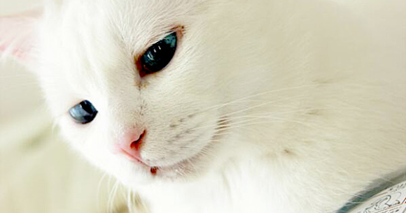 It doesn't matter if you love or hate cats, there's no denying these blue eyes are truly something.