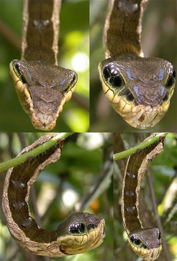 8.) Get a load of this: a caterpillar that looks like a snake.