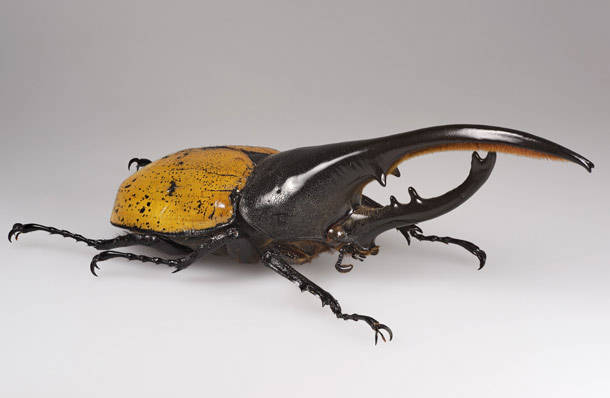 Hercules Beetle