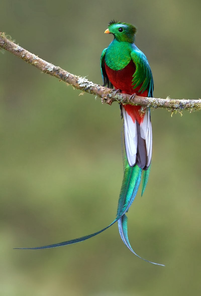 13.) Resplendent Quetzal