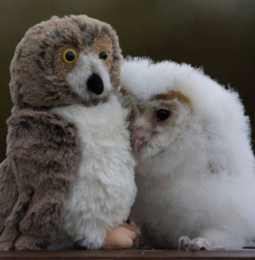 The real animal is actually fluffier than the stuffed animal!